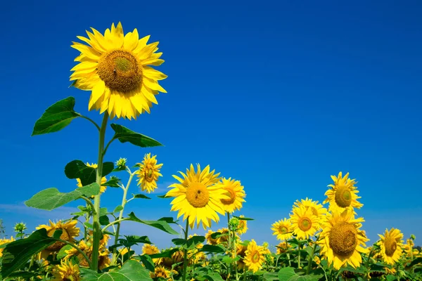 Campo Girasol Con Cielo Azul Nublado — Foto de Stock