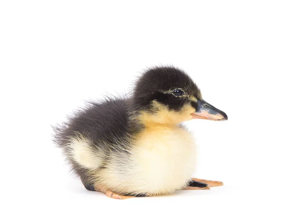 Bonito Patinho Fofo Recém Nascido Pato Jovem Isolado Fundo Branco — Fotografia de Stock