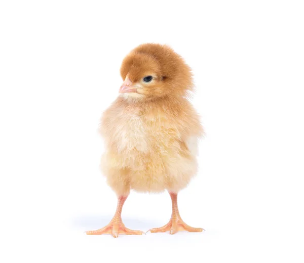Little Chicken Isolated White — Stock Photo, Image