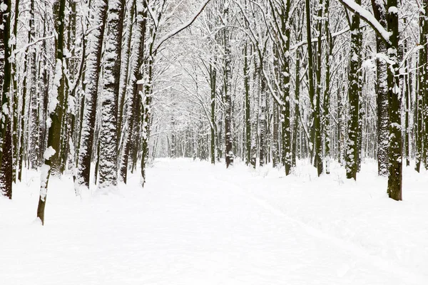 Hermoso Bosque Invierno Camino —  Fotos de Stock