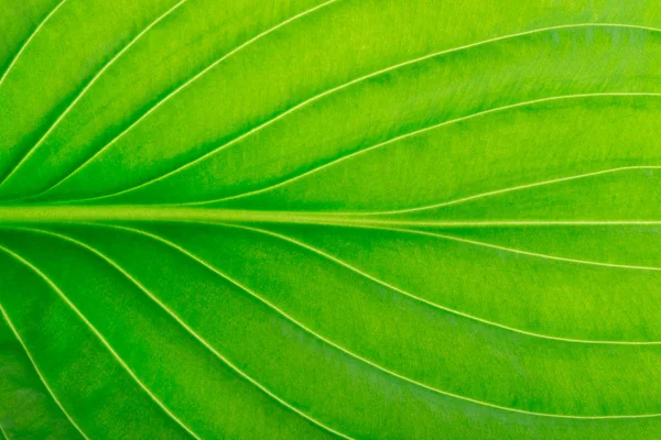 Grünes Blatt Als Hintergrund — Stockfoto