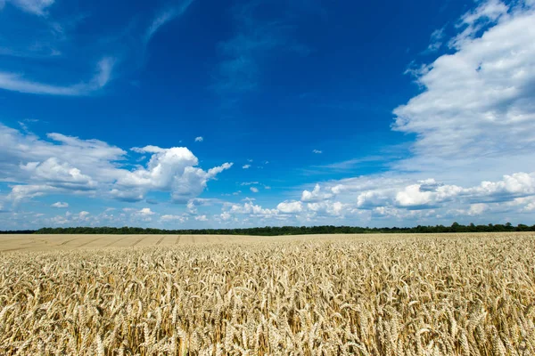 Campo Trigo Dorado Día Soleado —  Fotos de Stock