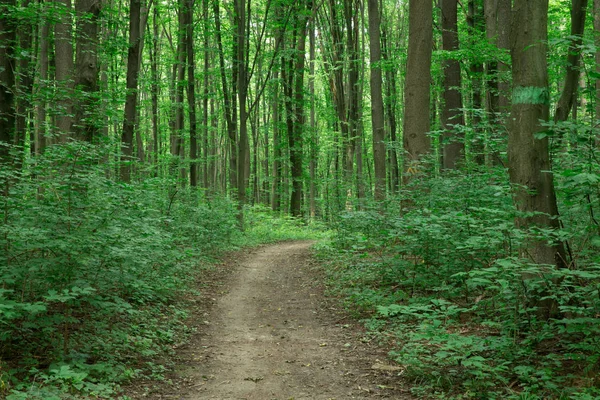 Árboles Forestales Naturaleza Madera Verde Luz Del Sol Fondos — Foto de Stock