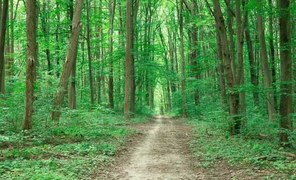Yeşil Orman Ağaçları Doğa Yeşil Ahşap Güneş Işığı Arka Planı — Stok fotoğraf