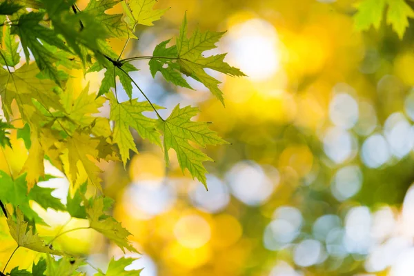 Podzimní Listí Slunečný Den — Stock fotografie