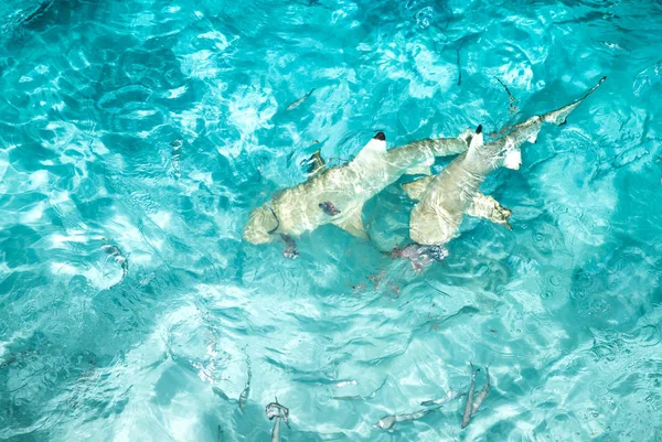 Rafa Rekin Rekin Pływanie Brzegu — Zdjęcie stockowe