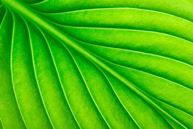  arkaplan olarak yeşil yaprak