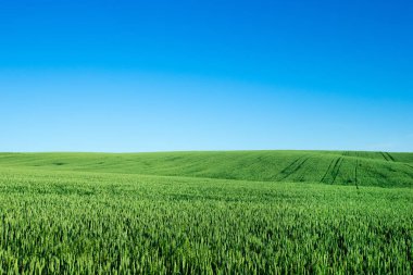 Çimenler ve mükemmel gökyüzü.