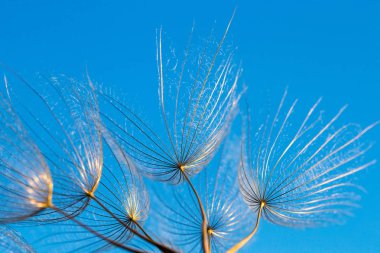 Karahindiba tohumları mavi arka planda esiyor.