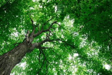 Orman ağaçları. doğa yeşil ahşap güneş ışığı arka planı