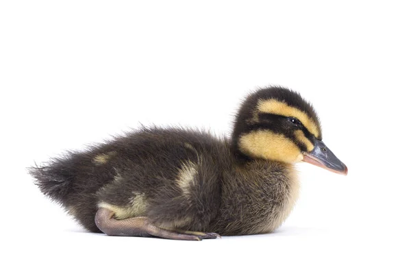 Lindo Patito Esponjoso Recién Nacido Pato Joven Aislado Sobre Fondo —  Fotos de Stock