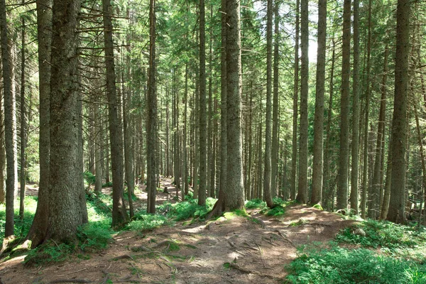 Leśne Drzewa Natura Zielone Drewno Sunlight Tła — Zdjęcie stockowe