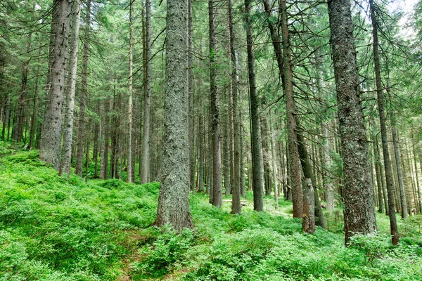 Skogsträd Natur Grönt Trä Solljus Bakgrunder — Stockfoto