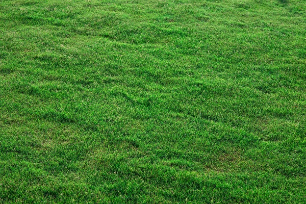 Gras Textuur Van Een Veld — Stockfoto