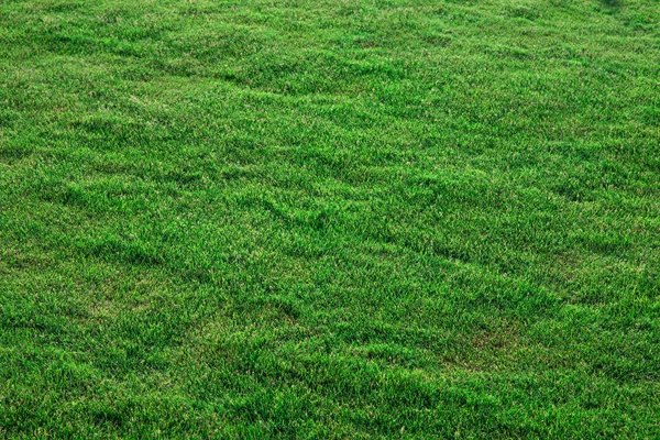 Struttura Erba Campo — Foto Stock