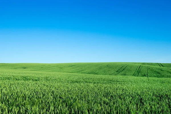 Gräsfält Och Perfekt Himmel — Stockfoto