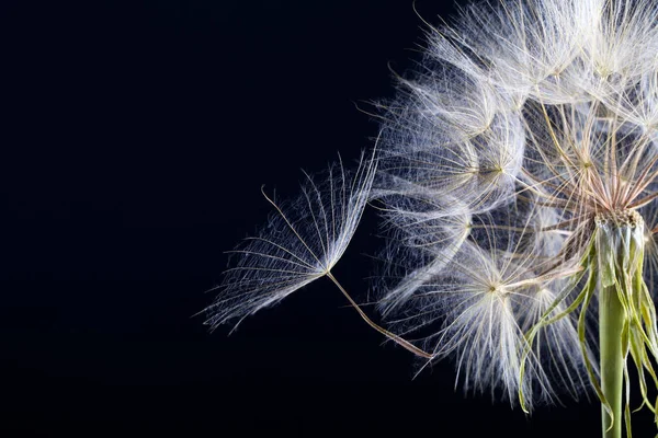 Maskros Utsäde Svart Närbild Naturen — Stockfoto