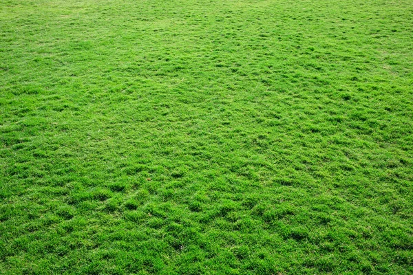 Textura Grama Campo — Fotografia de Stock