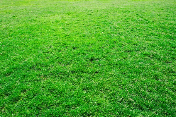 Gras Textuur Van Een Veld — Stockfoto