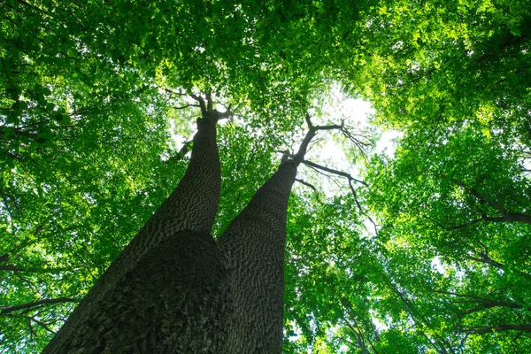 森の木 緑の木漏れ日の背景 — ストック写真