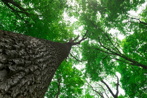 森の木 緑の木漏れ日の背景 — ストック写真