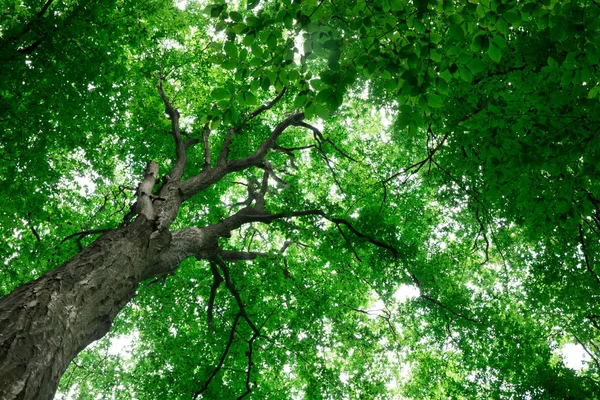 Waldbäume Natur Grün Holz Sonnenlicht Hintergründe — Stockfoto