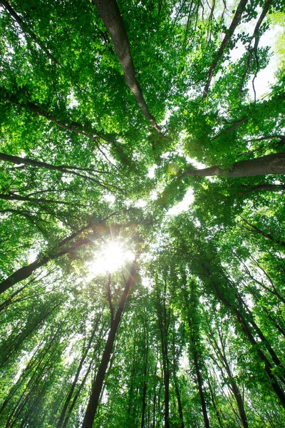 Alberi Della Foresta Natura Verde Legno Luce Del Sole Sfondi — Foto Stock