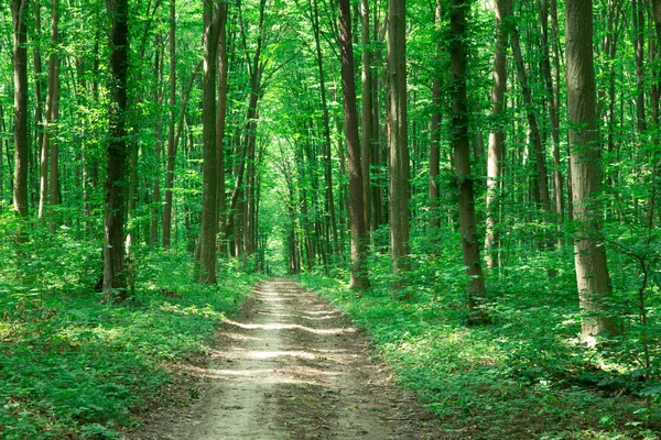 Grüne Waldbäume Natur Grün Holz Sonnenlicht Hintergründe — Stockfoto