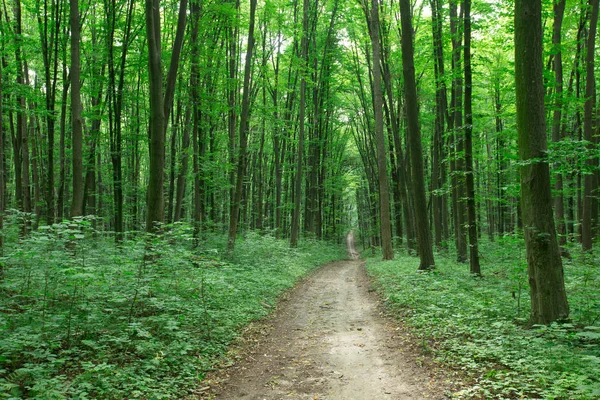 Grüne Waldbäume Natur Grün Holz Sonnenlicht Hintergründe — Stockfoto