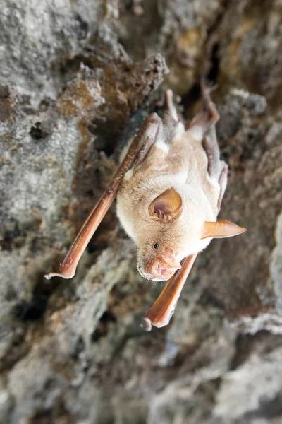 Vampire Bat Sleeping Cave Hanging Ceiling Period — Stock Photo, Image