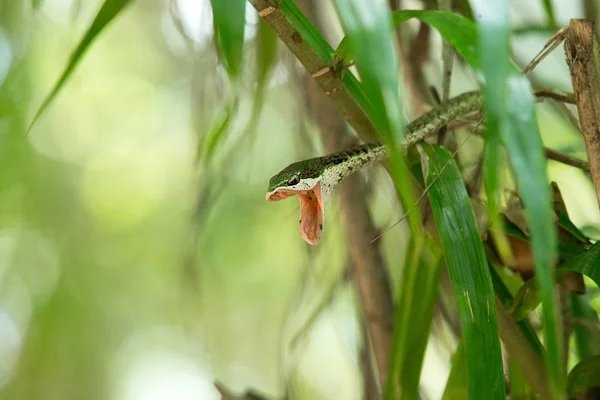 Serpiente Verde Áspera Sobre Fondo Verde — Foto de Stock