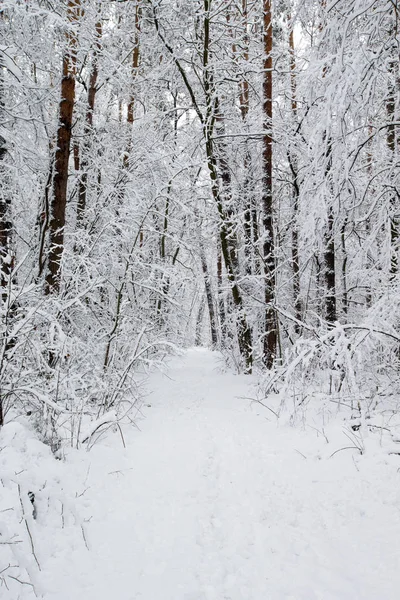 Hermoso Bosque Invierno Camino —  Fotos de Stock