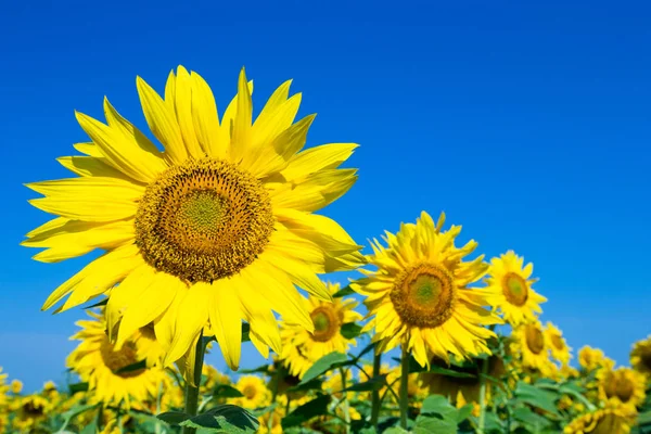 Sonnenblumenfeld Mit Wolkenlosem Blauem Himmel — Stockfoto