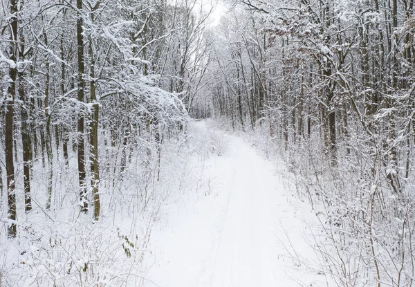 Vackra Vinter Skogen Och Vägen — Stockfoto