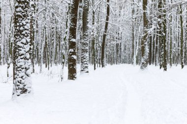 güzel kış orman ve yol