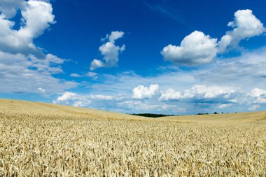 Altın buğday tarlası ve güneşli gün
