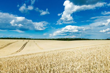 Altın buğday tarlası ve güneşli gün