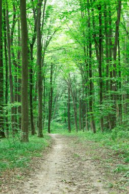 Orman ağaçları. doğa yeşil ahşap güneş ışığı arka planı