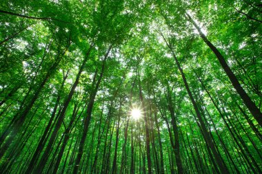 Orman ağaçları. doğa yeşil ahşap güneş ışığı arka planı