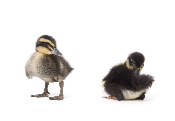 Söt Liten Nyfödd Fluffig Ankunge Ung Anka Isolerad Vit Bakgrund — Stockfoto