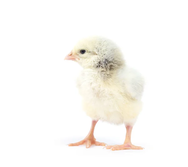 Pieni Kana Eristetty Valkoinen — kuvapankkivalokuva