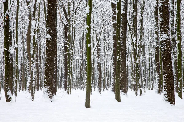 Hermoso Bosque Invierno Camino —  Fotos de Stock