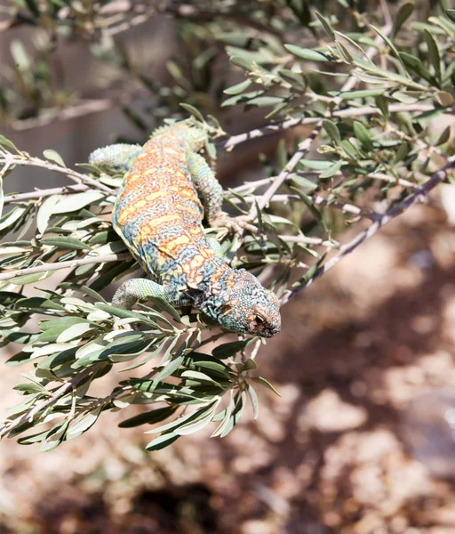 Lagarto Verde Lagarto Verde Con Una Larga Cola Sobre Trozo —  Fotos de Stock