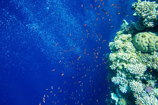 Tranquil Underwater Scene Copy Space — Stock Photo, Image