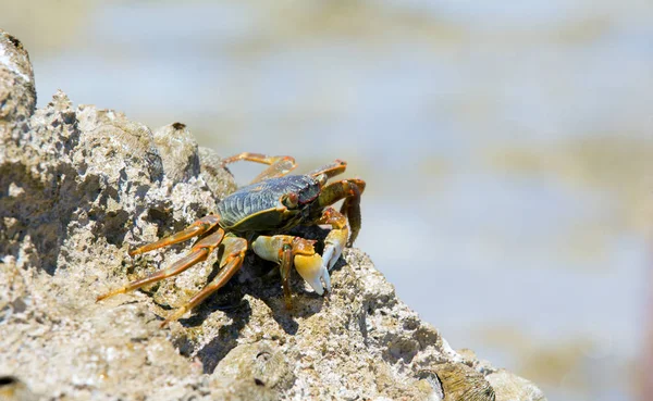 Crabe Sur Plage Vue Rapprochée — Photo