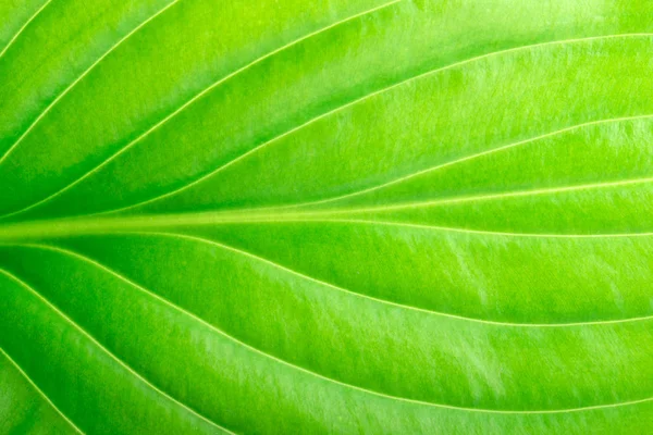 Tekstura Zielonego Liścia Jako Tło — Zdjęcie stockowe
