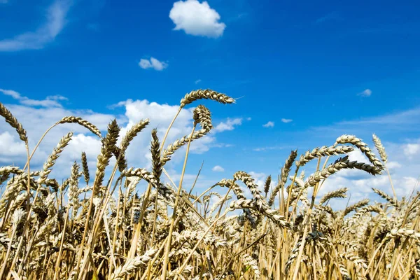 Золотое Пшеничное Поле Солнечный День — стоковое фото