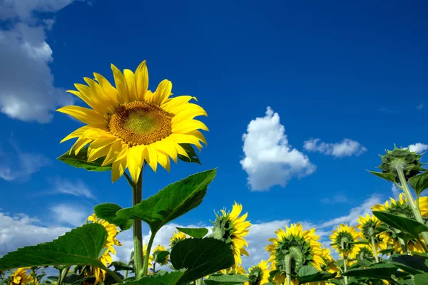 Sonnenblumenfeld Mit Wolkenlosem Blauem Himmel — Stockfoto