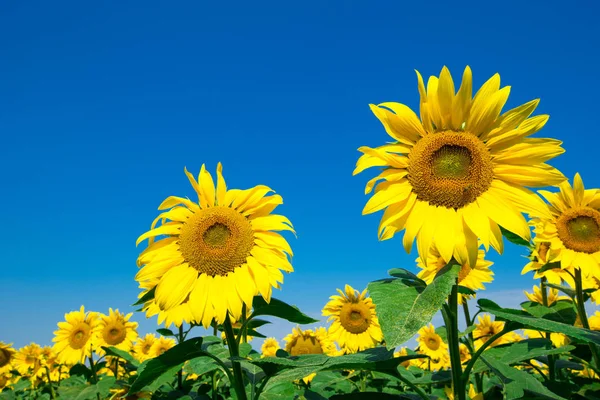 Solrosfält Med Grumlig Blå Himmel — Stockfoto