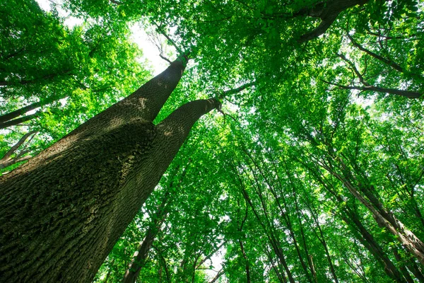 Alberi Della Foresta Natura Verde Legno Luce Del Sole Sfondi — Foto Stock